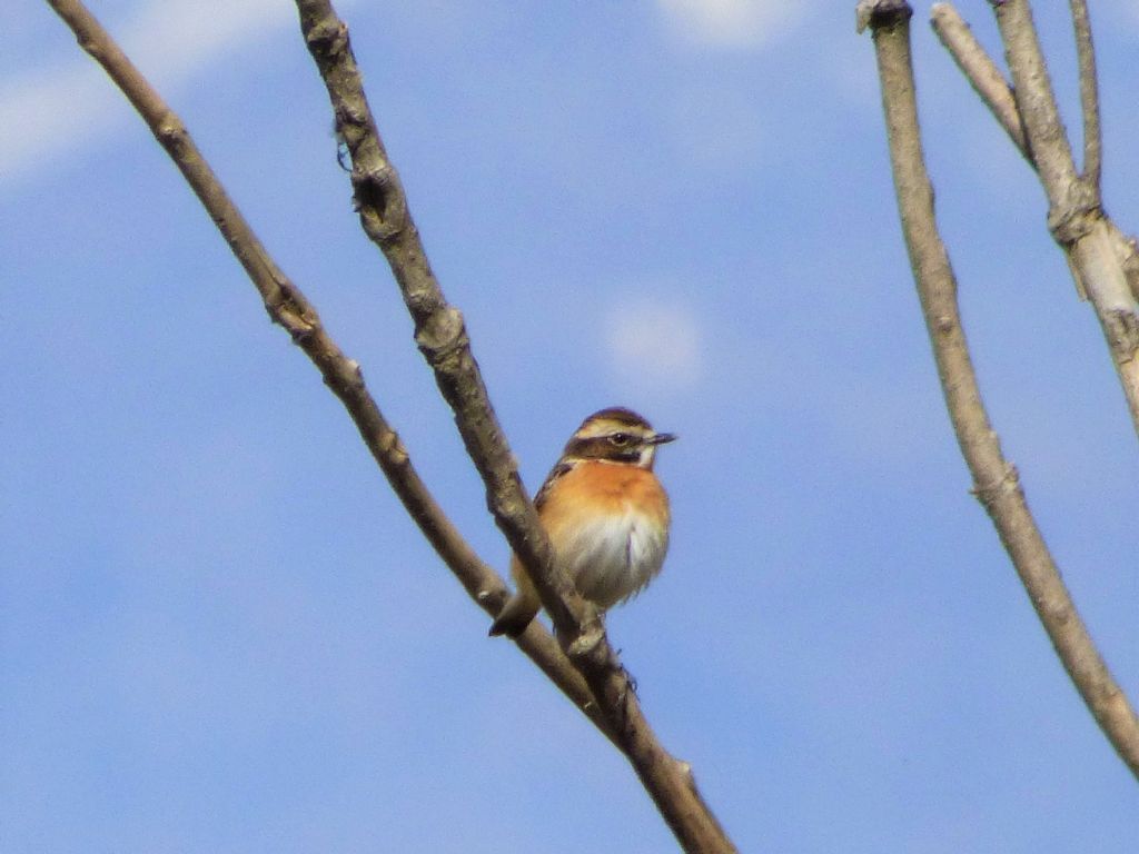 Stiaccino (Saxicola rubetra)